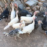 جوجه بوقلمون خانگی سه ماهه
