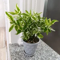 گل پدلاانتوص