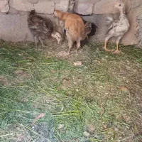 جوجه