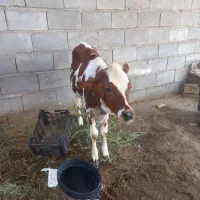 فروش گوساله