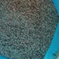 عدس|خوردنی و آشامیدنی|سیوان, |دیوار