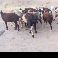 بره|حیوانات مزرعه|تربت جام, جلگه موسی آباد|دیوار