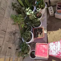 گل وگلدان