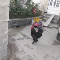 مرغ و خروس محلی اصل
