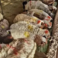 برّه نَر/چراگاهی(شهر ری/تهرانپارس)گوسفند زنده بشرط
