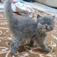 توله گربه خرسی
