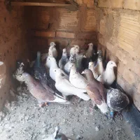 بلوک عشق ابادروستای سعداباد