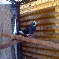 نرگردن کلفت