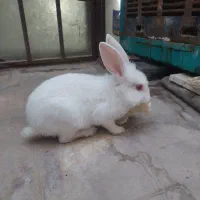 خرگوش سفید