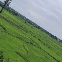 کارگرساده و زوج جوان نیازمندیم در گیلان