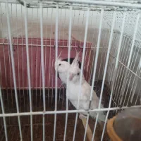 عروس هلندی