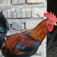 خروس رسمی جوان جنس عالی