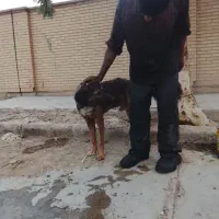 فروش دو عدد سگ پا کوتا