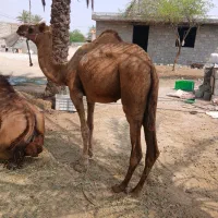 شتر