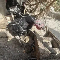 بوقلمون