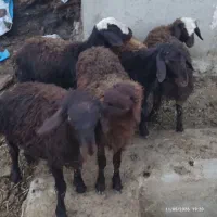 بره نر