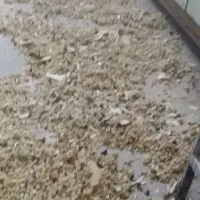 نان خشک