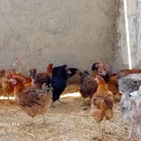 مرغ تخم گذار