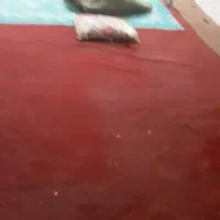 ۲۵ متر موکت زیر قرش