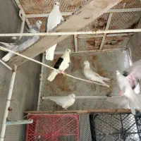 کبوتر|پرنده|خمیر, |دیوار