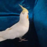 جوجه عروس هلندی