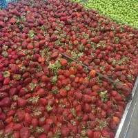 نیرو کار تره بار
