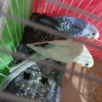 مرغ عشق جفت با قفس