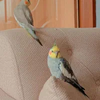 عروس هلندی