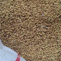 بذر یونجه رنجر آمریکایی