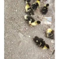 جوجه اردک اسرائیلی  فقط وفقط ۱۵۰ هزار تمن