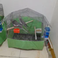 یک جفت پرنده عروس هلندی  نر و ماده