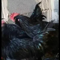 خروس سیاه و مرغ سیاه جهت قربانی