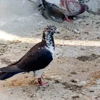 کبوتر سینه سفید