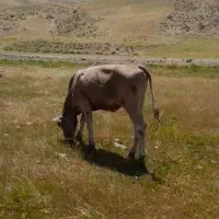 گوساله ماده