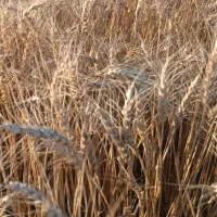 کاه گندم تمیز وپاک
