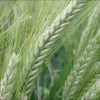 فروش بذر گندم تریتیکاله اصل کالیفرنیا