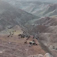 تعداد ۵ عددبره نر قربانی بفروش میرسد