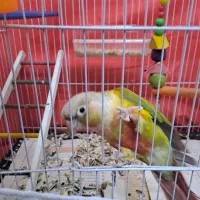 گرینچیک سخنگو دستی