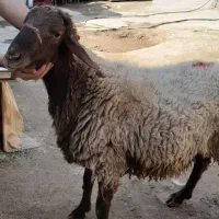 گوسفند زنده با قصاب