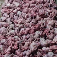 غذای سگ و گربه تلفات مرغ