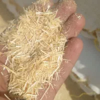 کاه نرم وسفید گوسفندی.   سنچولی