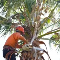 اره درخت گرازی وموتور برق( اقساطی ابزار ملت کرمان)