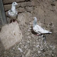 کفتر جفتگاه هم پرشی