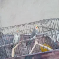عروس هلندی