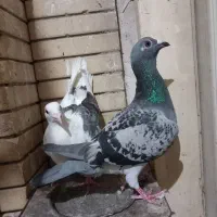 کفتر سبز المانی پلاکی وگراف وکله اسبی و کاریر ماده