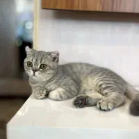 گربه اسکاتیش