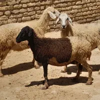 میش|حیوانات مزرعه|جهرم, |دیوار