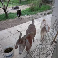 سه راس بز با اصالت