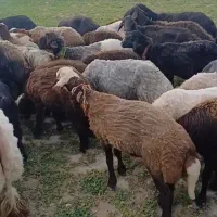 بره نر|حیوانات مزرعه|چغادک, |دیوار