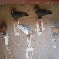 کفتر|پرنده|زرند, |دیوار